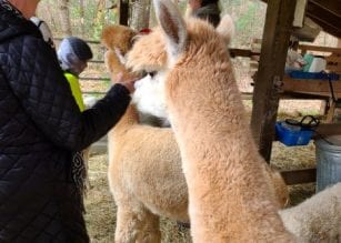 Lasso the Moon Alpaca Farm